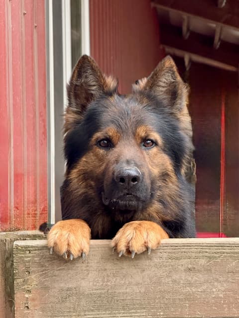 tobbs-red-sable-longcoated-male-german-shepherd-reaching-over-fence-to-see-owner.jpeg