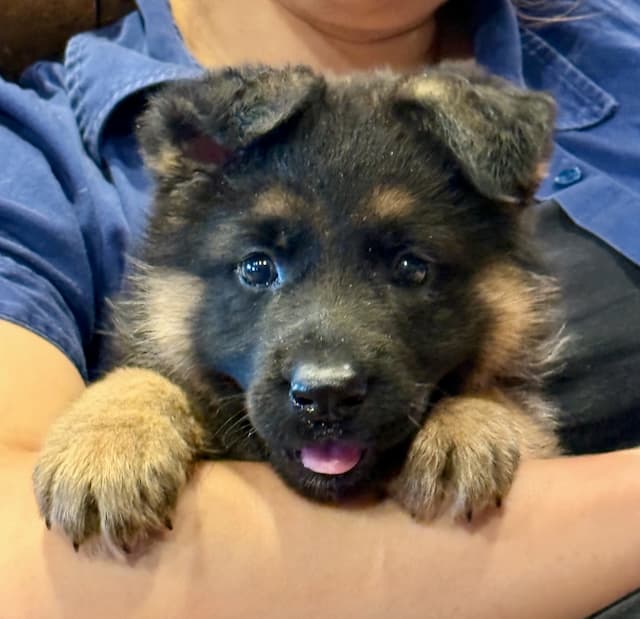 BlackandredGermanShepherdPuppyforsale1.jpeg