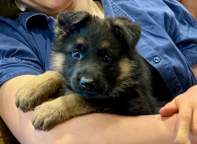 BlackandredGermanShepherdPuppyforsale2.jpeg