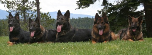 640Our-Longhaired-Shepherds