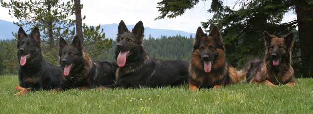Long Haired German Shepherds – Candle Hill Shepherds