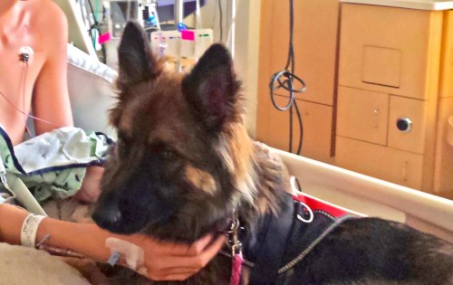 Candle Hill Shepherd Medical Therapy Dog