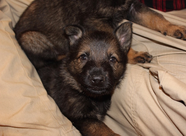 Magnum Trace puppies 5 weeks - 15