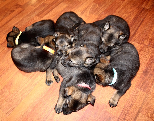 Magnum Trace puppies 5 weeks - 16