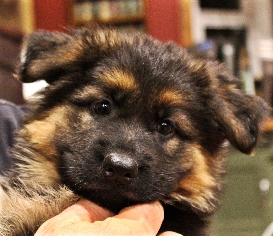 shirley-rule-puppy