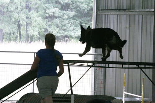 Agility-Matts-pics-001.jpg