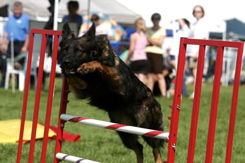 Agility-Matts-pics-003.jpg