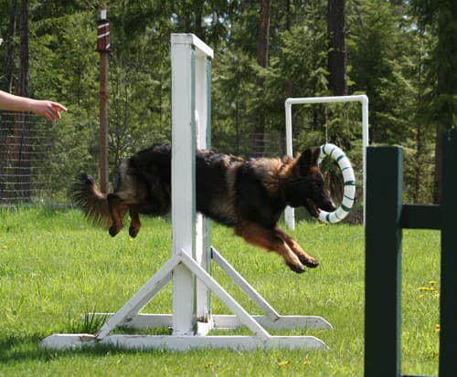 Chinook-Agility-jump9.jpg