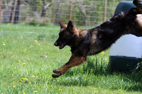 Chinook-Agility-jumpinga6.jpg