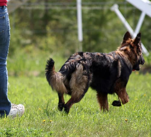 Chinook-Agility-sent3.jpg