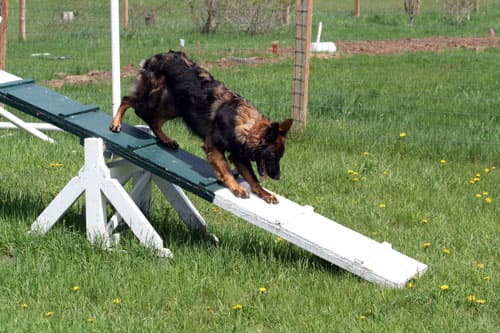 Chinook-Agility-teeterb30.jpg