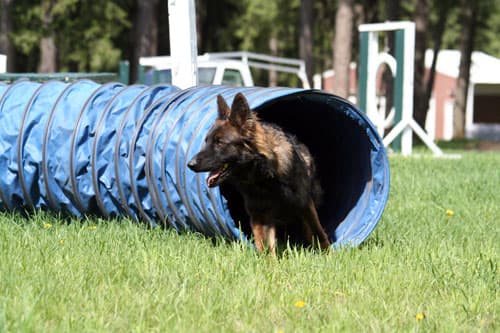 Chinook-Agility-tunnel25.jpg