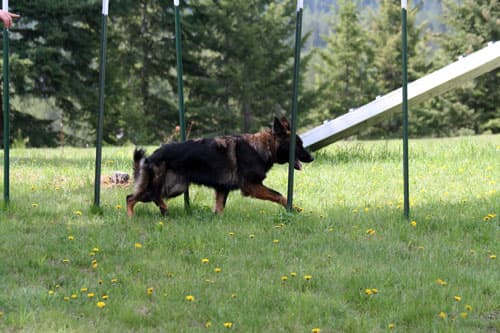 Chinook-Agility-weavepoles.jpg