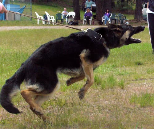 Fury2schutzhund5.10.2008.jpg