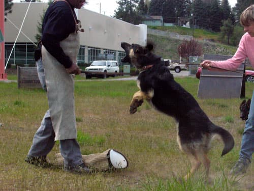 FurybSchutzhund-5.10.08-026.jpg