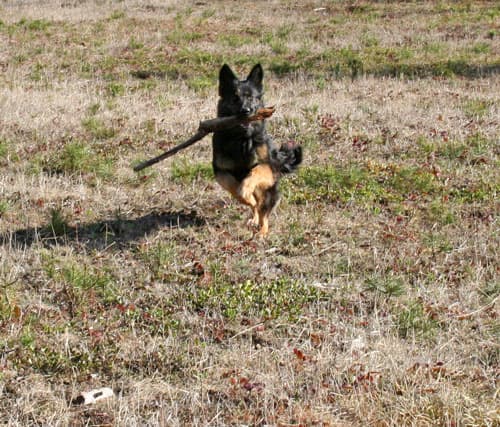 April-2012-retrieving.jpg