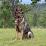 Trace-German-Shepherd-dog-150x150.jpg