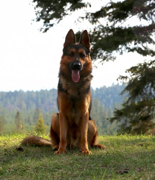 Boone-sitting-500x579.jpg