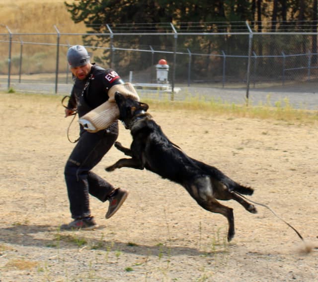 a-dog-a-burglar-will-run-from.jpeg