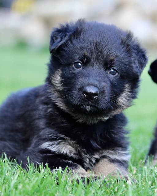 adorable-german-shepherd-puppy.jpeg