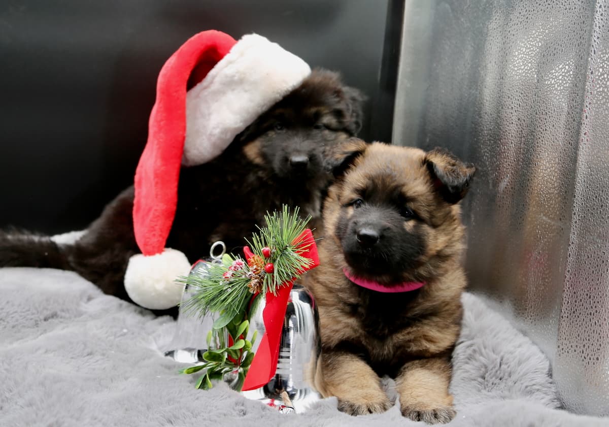 long-coated-german-shepherd-puppies-for-sale12-24-2015c.jpeg