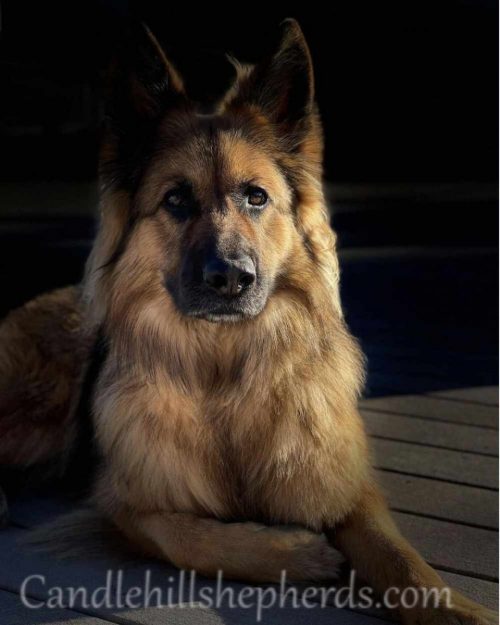 Great-Dog-5-500x625.jpg