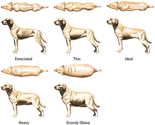 dog_weight_chart1.jpg