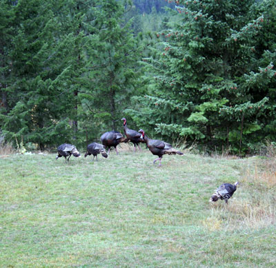 turkeys.jpg