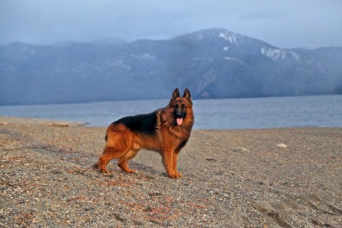 Cardinal-stance-by-lake-500x333.jpg