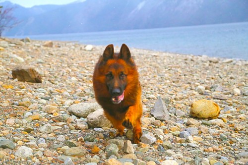 Cardinalcoming-by-lake-500x333.jpg