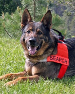long haired german shepherd tag search dog