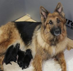 Puppies | Candle Hill Shepherds